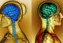 Photo of Женский мозг и мужской мозг: сходства и различия