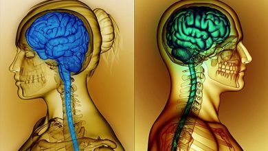 Photo of Женский мозг и мужской мозг: сходства и различия